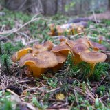 Liška nálevkovitá (Cantharellus tubaeformis) od Tony52