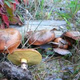 Klouzek zrnitý (Suillus granulatus) od Tony52