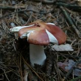 Holubinka mandlová (Russula vesca) od Tony52