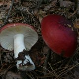 Holubinka vrhavka (Russula emetica) od Tony52