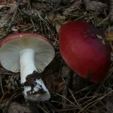 Holubinka vrhavka (Russula emetica) od Tony52