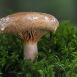 Čechratka podvinutá (Paxillus involutus) od Martin