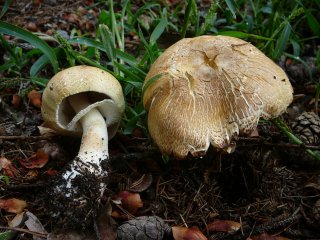 Pečárka lesní (Agaricus sylvaticus) od Tony52