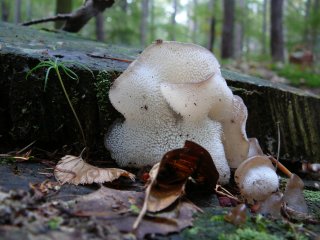 Rosolozub huspenitý (Pseudohydnum gelatinosum) od Tony52