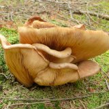 Čechratka podvinutá (Paxillus involutus) od Tony52