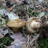 Čechratka podvinutá (Paxillus involutus) od Tony52