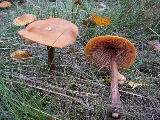 Lakovka obecná (Laccaria laccata) od Tony52