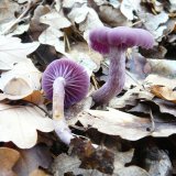 Lakovka ametystová (Laccaria amethystina) od Tony52