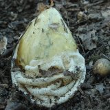 Hadovka smrdutá (Phallus impudicus) od vlk