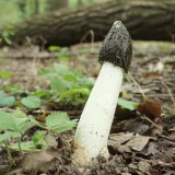 Hadovka smrdutá (Phallus impudicus) od vlk