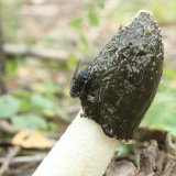 Hadovka smrdutá (Phallus impudicus) od vlk