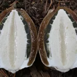 Hadovka smrdutá (Phallus impudicus) od vlk