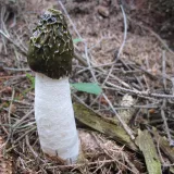 Hadovka smrdutá (Phallus impudicus) od vlk
