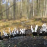 Dřevnatka parohatá (Candlesnuff fungus) od vlk