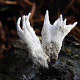 Dřevnatka parohatá (Candlesnuff fungus) od vlk