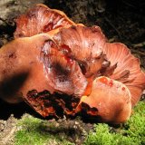 Pstřeň dubový (Fistulina hepatica) od vlk