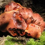 Pstřeň dubový (Fistulina hepatica) od vlk