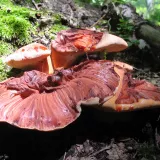 Pstřeň dubový (Fistulina hepatica) od vlk