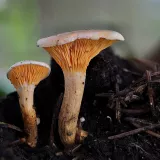 Lištička pomerančová (Hygrophoropsis aurantiaca) od Martin