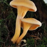 Lištička pomerančová (Hygrophoropsis aurantiaca) od Martin