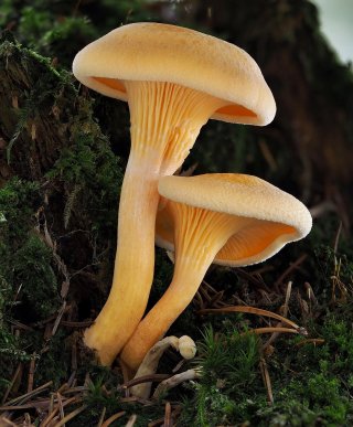 Lištička pomerančová (Hygrophoropsis aurantiaca) od Martin