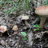 Muchomůrka růžovka (Amanita rubescens) od vlk