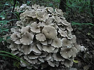 Trsnatec lupenitý (Grigola frondosa) od vlk