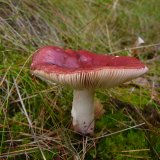 Holubinka jahodová (Russula paludosa) od Tony52