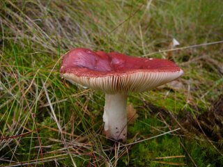 Holubinka jahodová (Russula paludosa) od Tony52