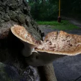 Choroš šupinatý (Cerioporus squamosus) od Tony52