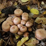 Václavka obecná (Armillaria mellea) od vlk