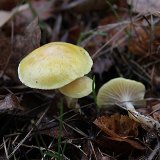 Šťavnatka modřínová (Hygrophorus lucorum) od vlk