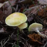 Šťavnatka modřínová (Hygrophorus lucorum) od vlk