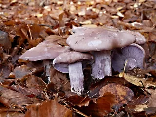 Čirůvka fialová (Lepista nuda) od MV