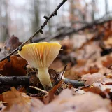 Šťavnatka modřínová (Hygrophorus lucorum) od vlk