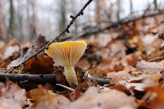 Šťavnatka modřínová (Hygrophorus lucorum) od vlk