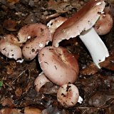 Holubinka mandlová (Russula vesca) od MV