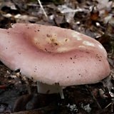 Holubinka mandlová (Russula vesca) od MV