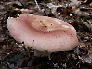 Holubinka mandlová (Russula vesca) od MV