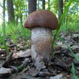 Křemenáč krvavý (Leccinum aurantiacum) od jcp