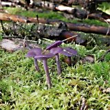 Lakovka ametystová (Laccaria amethystina) od MV