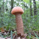 Křemenáč krvavý (Leccinum aurantiacum) od jcp