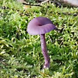 Lakovka ametystová (Laccaria amethystina) od MV