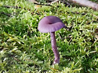 Lakovka ametystová (Laccaria amethystina) od MV