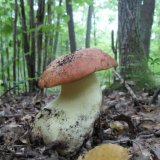 Hřib přívěskatý (Butyriboletus appendiculatus) od jcp