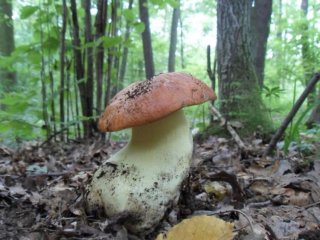 Hřib přívěskatý (Butyriboletus appendiculatus) od jcp