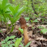 Kačenka náprstkovitá (Verpa conica) od jcp