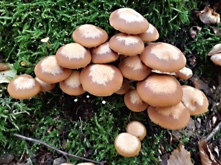 Opeňka měnlivá (Kuehneromyces mutabilis) od MV