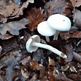 Šťavnatka slonovinová (Hygrophorus eburneus) od MV