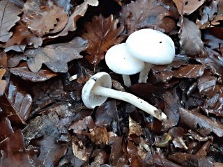 Šťavnatka slonovinová (Hygrophorus eburneus) od MV